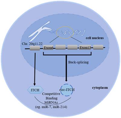 CircRNA ITCH: Insight Into Its Role and Clinical Application Prospect in Tumor and Non-Tumor Diseases